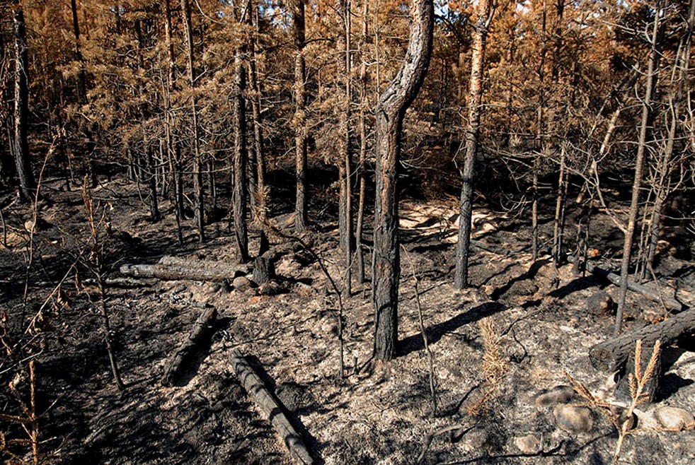 All markvegetation har brunnit upp och träden står sönderbrända.
