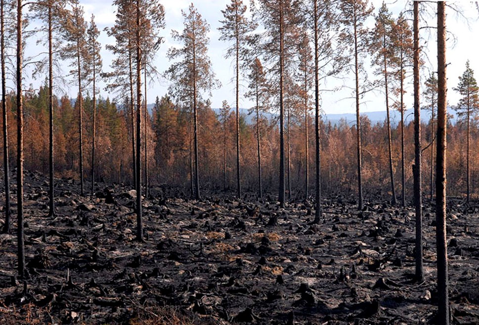 All markvegetation har brunnit upp och träden står sönderbrända. En svart skog.