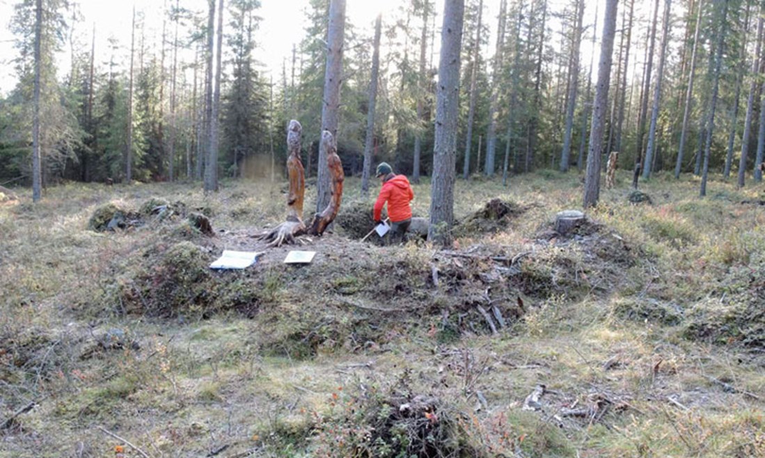 Dokumentation av fäbodlämning i Antnäs.