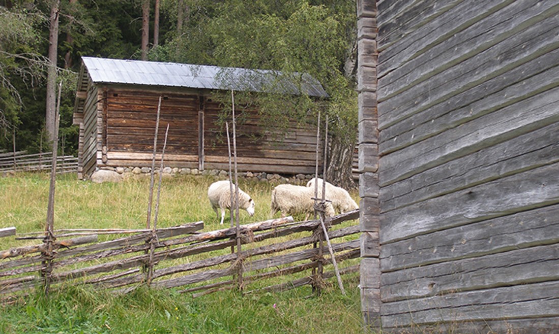 I förgrunden syns väggen av en lada. Bakom ladan är en gärsgård till en hage där tre får äter gräs. I bakgrunden syns en röd lada.