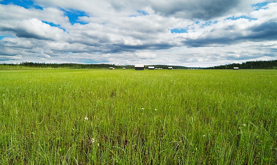 Vasikkavuoma slåttermyr på sommaren. Gräset i förgrunden är klargrönt och himlen är halvmulen.